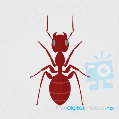 Red Ant Stock Image