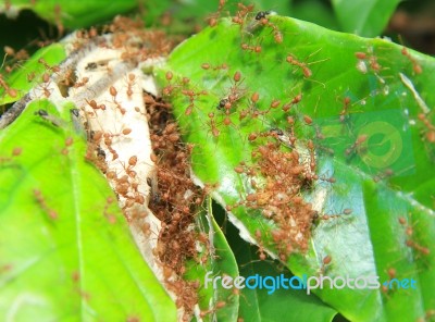 Red Ant In Ant Nest Made From Green Leaves Stock Photo