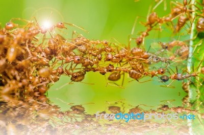 Red Ant In Green Nature Stock Photo