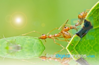 Red Ant In Green Nature Stock Photo