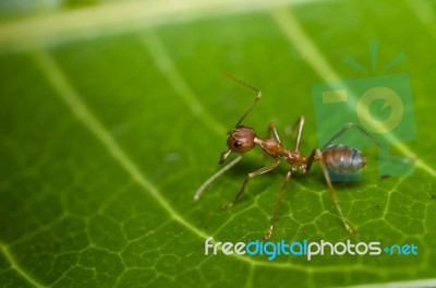 Red Ant On Green Leaf Stock Photo