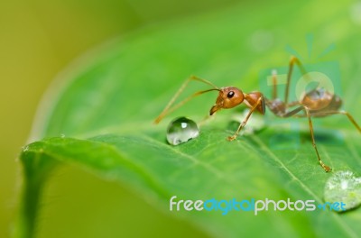 Red Ant On Green Leaf Stock Photo