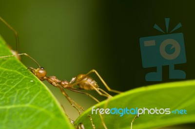 Red Ant So Tired Stock Photo