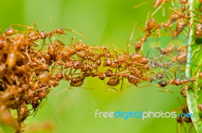 Red Ants Stock Photo