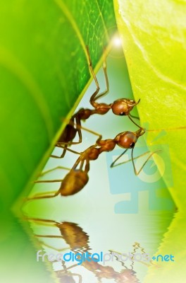 Red Ants Team Work Stock Photo