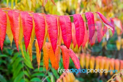 Red Autumn Colors In Velvet Leaves Stock Photo