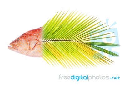 Red-banded Grouper Blended With Coconut Leaf Stock Photo