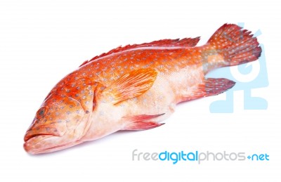 Red-banded Grouper Isolated On White Background Stock Photo