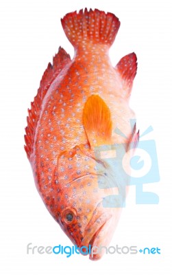 Red-banded Grouper Isolated On White Background Stock Photo