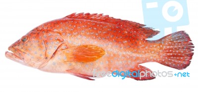 Red-banded Grouper Isolated On White Background Stock Photo