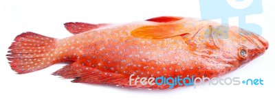 Red-banded Grouper Isolated On White Background Stock Photo