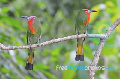 Red-bearded Bee-eater Stock Photo