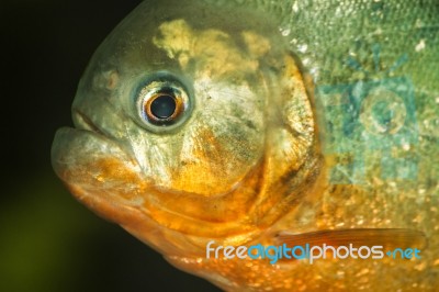 Red Bellied Piranha Fish On A Tank Stock Photo