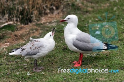 Red-billed Gull (chroicocephalus Scopulinus) Stock Photo