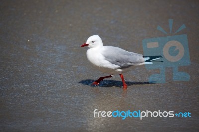 Red-billed Gull (chroicocephalus Scopulinus) Stock Photo