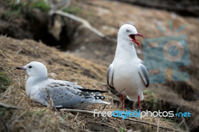 Red-billed Gull (chroicocephalus Scopulinus) Stock Photo