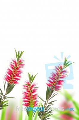 Red Bottle Brush Flower Stock Photo