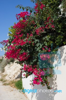 Red Bougainvillea (bougainvillea Glabra) Flowering In Cyprus Stock Photo