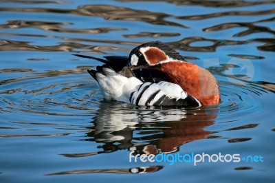 Red-breasted Goose (branta Ruficollis) Preening On Open Water Stock Photo