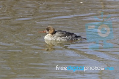 Red-breasted Merganser Female Is Swimming Stock Photo