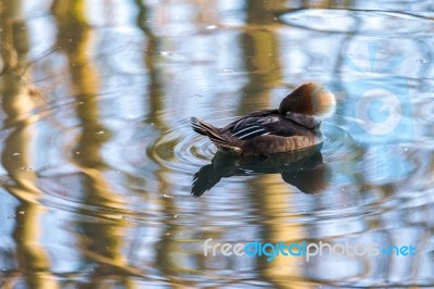 Red-breasted Merganser (mergus Serrator) Sleeping On A Lake Stock Photo