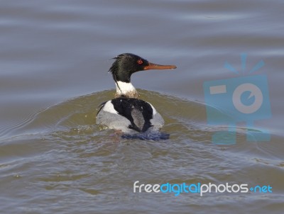 Red-breasted Merganser Turns Back Stock Photo