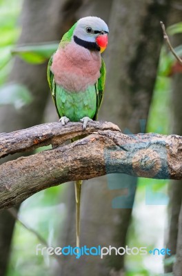 Red-breasted Parakeet Stock Photo