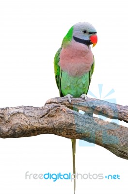 Red-breasted Parakeet Stock Photo