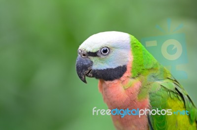 Red-breasted Parakeet Stock Photo