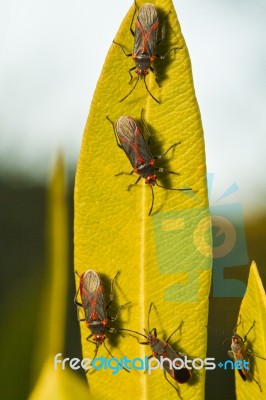 Red Bugs (lygaeus Equestris) On A Plant Stock Photo