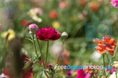 Red Buttercup Stock Photo