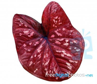 Red Caladium Leaf Stock Photo