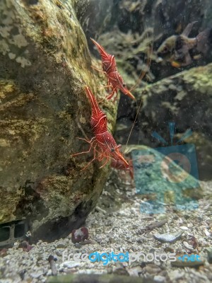 Red Camel Shrimp On Rock Under Water Stock Photo