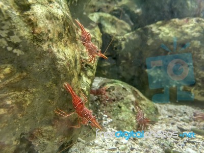 Red Camel Shrimp On Rock Under Water Stock Photo