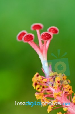 Red Carpel Of The Hibiscus Flowers Stock Photo