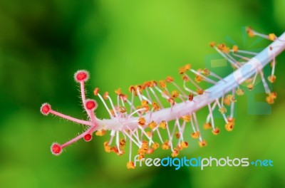 Red Carpel Of The Hibiscus Flowers Stock Photo