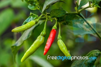 Red Chili Among Green Stock Photo