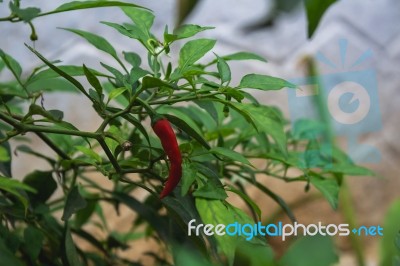 Red Chili Pepper Stock Photo