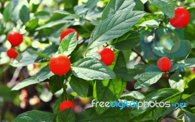 Red Chillies Stock Photo