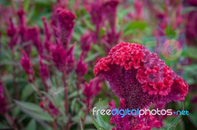 Red Chinese Wool Flower Close Up Garden Background Outdoor, Celosia Argentea L. Var. Cristata (l.) Kuntze Stock Photo