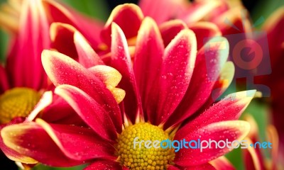 Red Chrysanthemum Flower Stock Photo