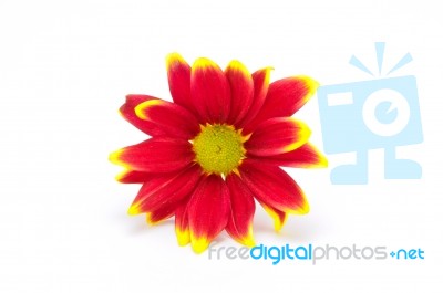 Red Chrysanthemum Flower Stock Photo