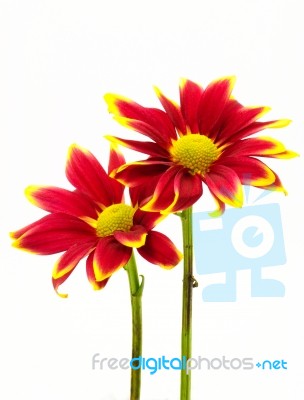 Red Chrysanthemum Flowers Stock Photo