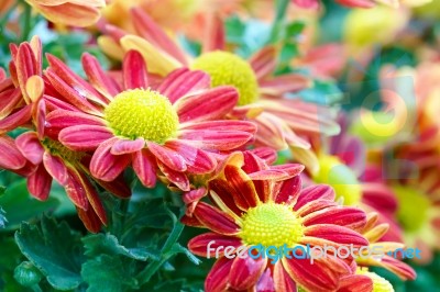 Red Chrysanthemum Flowers In Garden Stock Photo