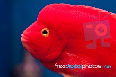 Red Cichlid Fish Stock Photo