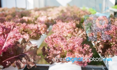 Red Coral Plants On Hydrophonic Farm Stock Photo