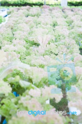 Red Coral Plants On Hydrophonic Farm Stock Photo