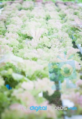 Red Coral Plants On Hydrophonic Farm Stock Photo