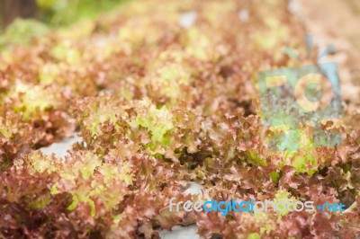 Red Coral Salad Plant In Organic Farm Stock Photo