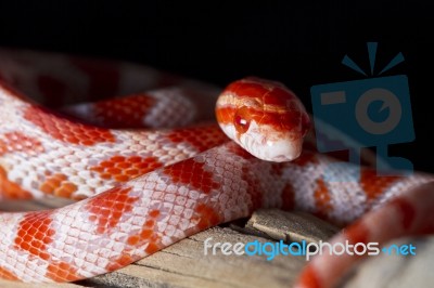 Red Corn Snake Stock Photo